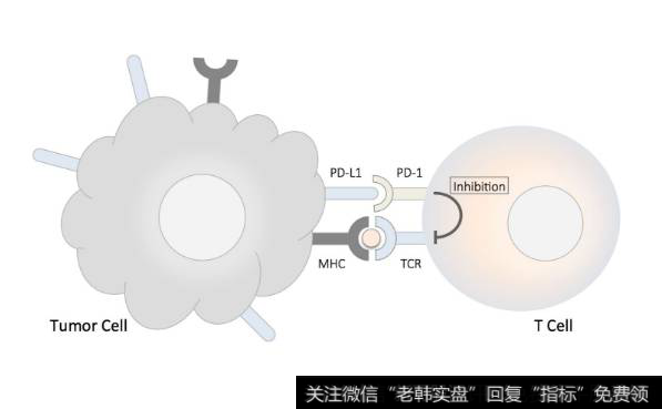 国产首家PD-1品种有望获批,DP-1题材<a href='/gainiangu/'>概念股</a>可关注