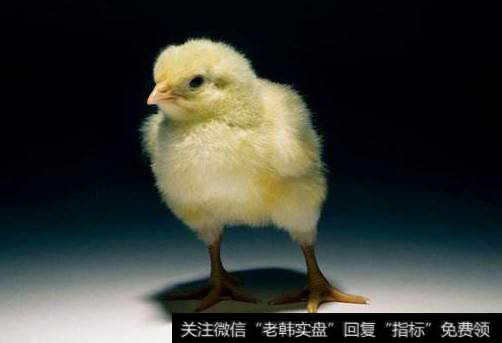 毛鸡价格高位震荡,禽类题材<a href='/gainiangu/'>概念股</a>可关注