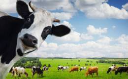 进一步促进奶业振兴,奶业题材概念股可关注