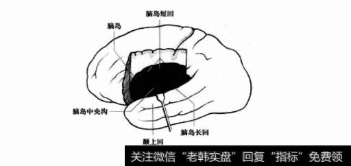投资者的恐惧情绪主要和哪个大脑结构有关？杏仁体是如何影响人的情绪的？