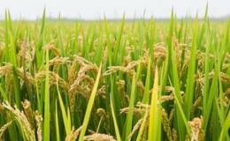 中国科学家成功克隆出杂交稻种子,水稻题材概念股可关注