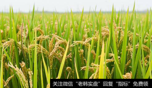 中国科学家成功克隆出杂交稻种子,水稻题材<a href='/gainiangu/'>概念股</a>可关注