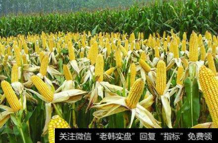 种植面积持续减调,玉米题材<a href='/gainiangu/'>概念股</a>可关注