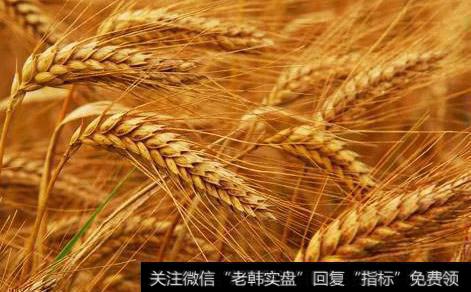 什么是美小麦期货？