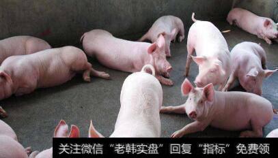 山东将启动一级以上种猪场补助,生猪养殖题材<a href='/gainiangu/'>概念股</a>可关注
