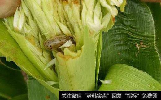 草地贪夜蛾防治概念<a href='/gushiyaowen/289750.html'>龙头股</a> 草地贪夜蛾防治<a href='/gainiangu/'>概念股</a> 草地贪夜蛾防治概念股一览