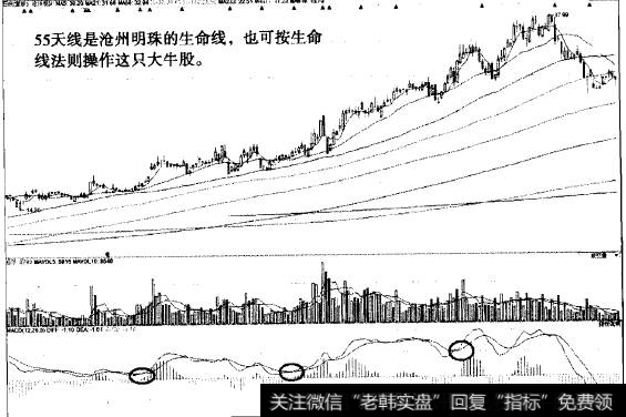 “不肯去观音.猎杀沧州明珠