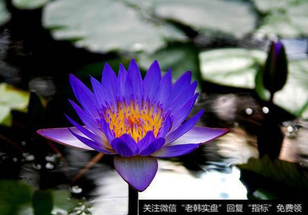 外资看好缓和预期；业绩线贯穿市场