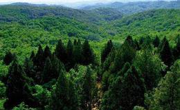 中办国办印发天然林保护修复制度方案,林业题材概念股可关注