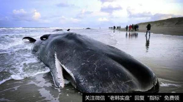 kcb吸走游资；“水太浅”容易闪崩