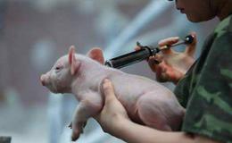 国常会出招稳定生猪生产,动物疫苗题材概念股可关注