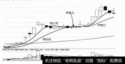 老鸭头形态