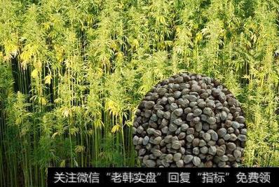 最新研究显示 “大麻电池”比锂和石墨烯都要强大