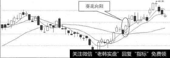 葵花向阳的具体形态与特征