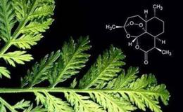 我国科研人员培育出新型青蒿,青蒿题材概念股可关注
