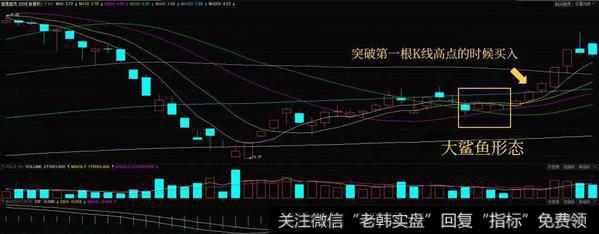 大鲨鱼形态实战案例