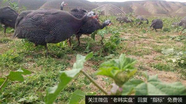 龙虎榜复盘：芯片继续逼空，证券再次歇菜；电商概念活跃