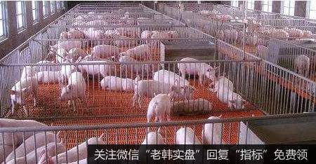 农业农村部要求加快生猪生产,生猪题材<a href='/gainiangu/'>概念股</a>可关注