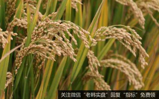 稻谷最低收购价微提,水稻题材<a href='/gainiangu/'>概念股</a>可关注