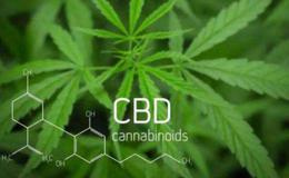 工业大麻CBD管制或放松,工业大麻题材<em>概念股</em>可关注