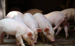 农业农村部推进生猪生产恢复,生猪题材概念股可关注