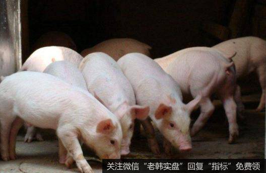 农业农村部推进生猪生产恢复,生猪题材<a href='/gainiangu/'>概念股</a>可关注