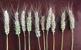 扬花期恰逢降雨,小麦赤霉病题材概念股可关注