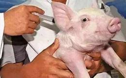 疫苗进展顺利叠加生猪产能恢复,猪疫苗题材概念股可关注