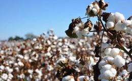全球主要国家种植面积锐减,棉花题材概念股可关注