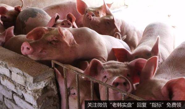 [钮文新谈股市]猪肉价格暴跌是好事吗